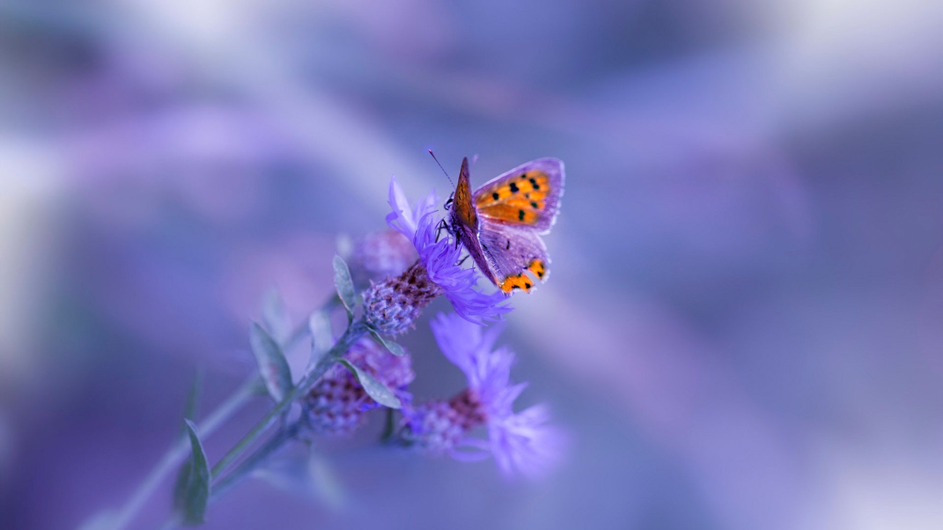 内线争霸:篮下强硬对抗的精彩瞬间,内线打法