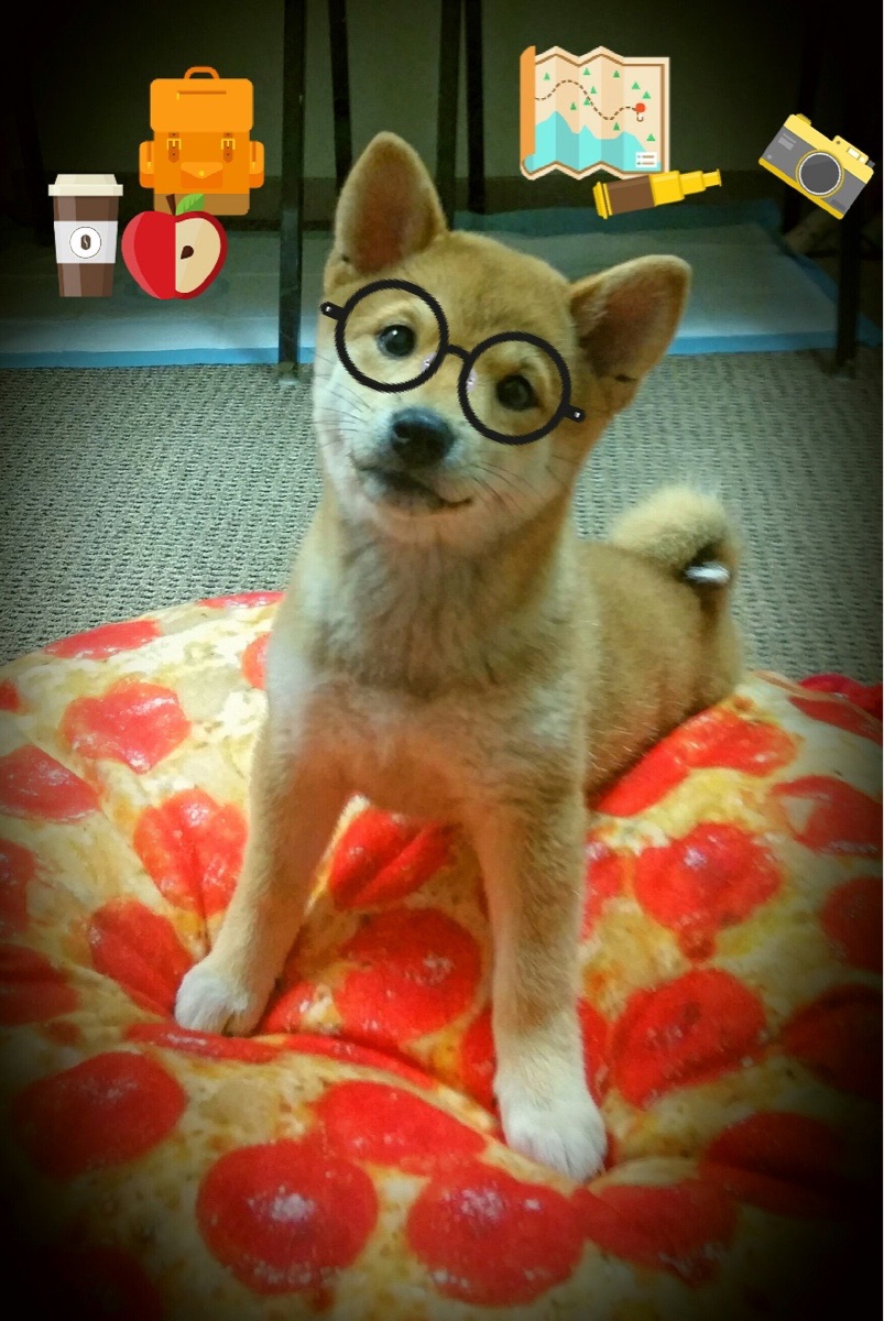 爱游戏-伊朗选手成功卫冕男子速度攀岩金牌，伊朗处死摔跤冠军