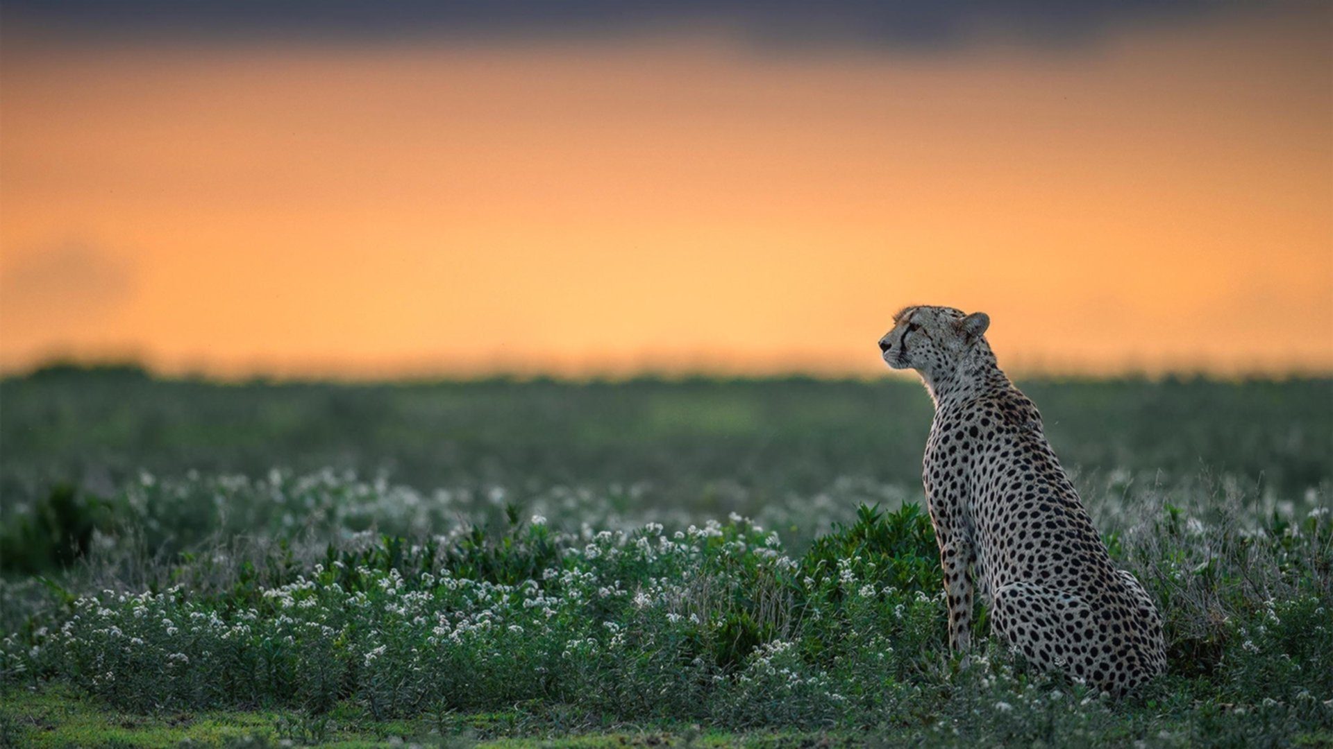 伊朗选手成功卫冕男子速度攀岩金牌,伊朗处死摔跤冠军