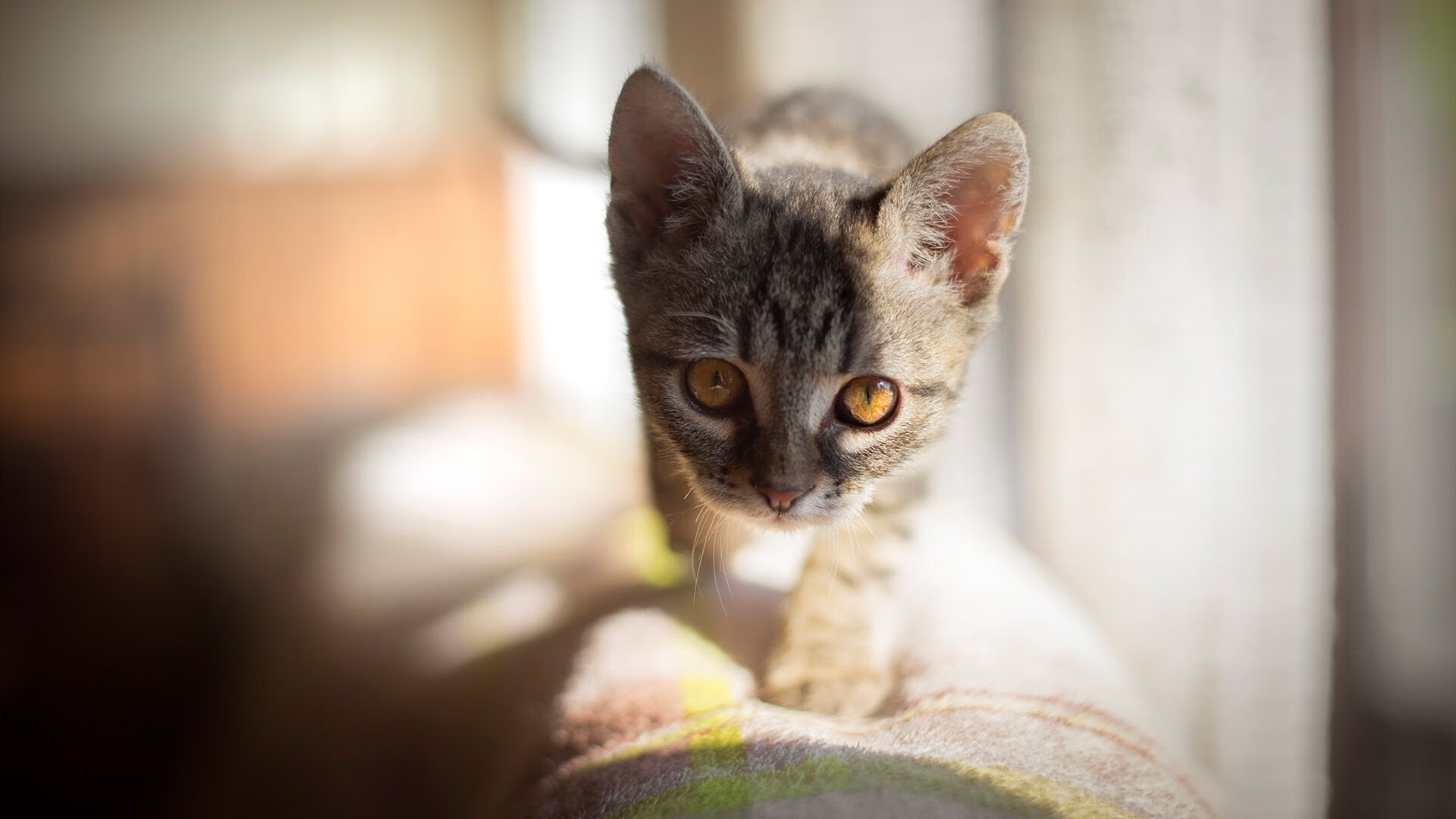 伊朗队在巴黎奥运会比赛中多次通过快速反击得分,伊朗奥运会拿过金牌吗